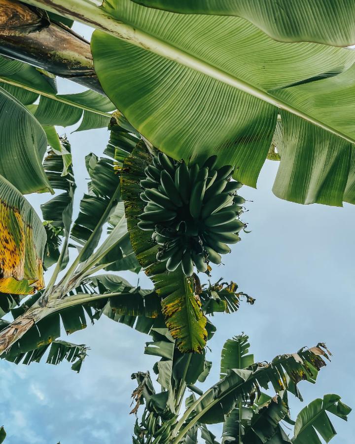 Chami Glamping Βίλα Manizales Εξωτερικό φωτογραφία